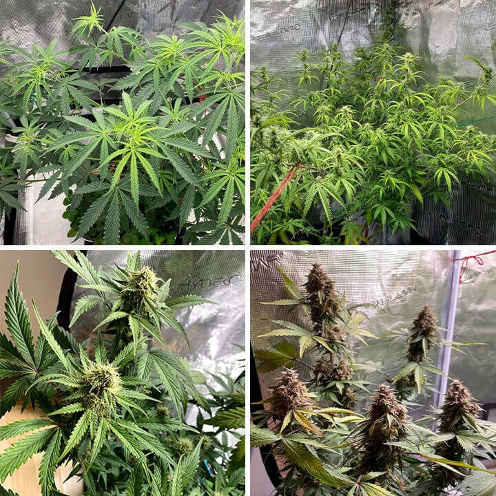 Trianwreck Auto