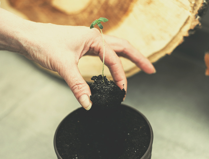 Autoflowering Cannabissamen für den Indoor-Anbau