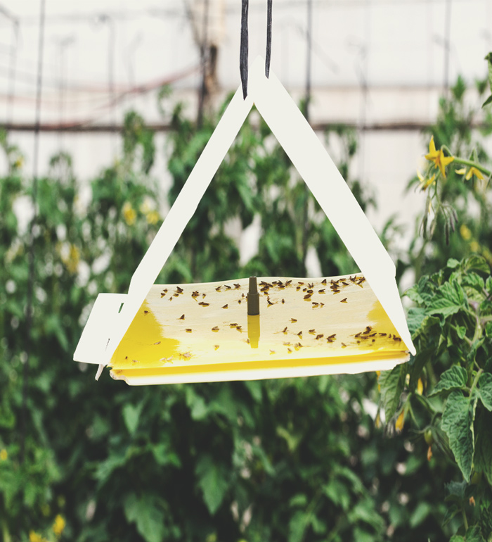 Keep Crickets Away From Your Cannabis Plants Keep Crickets Away From Your Cannabis Plants