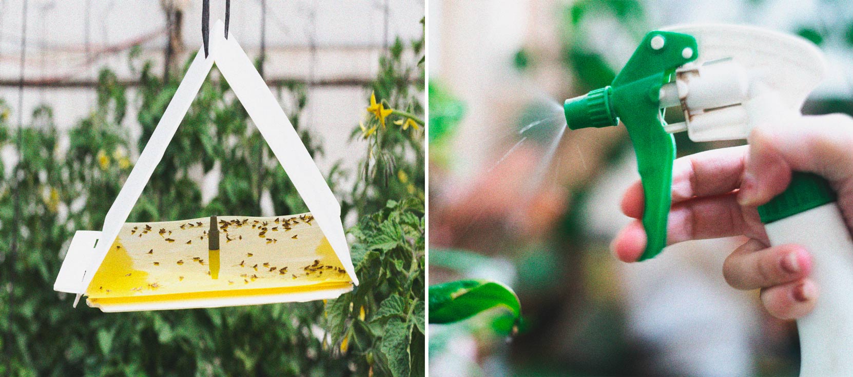 Keep Crickets Away From Your Cannabis Plants Keep Crickets Away From Your Cannabis Plants