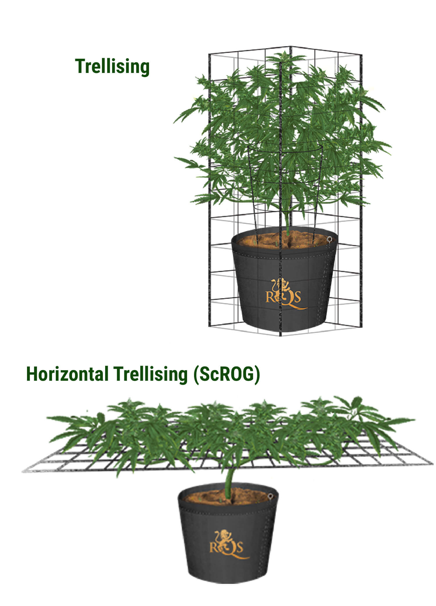 Horizontaler Spalierbau Aka die ScrOG-Methode