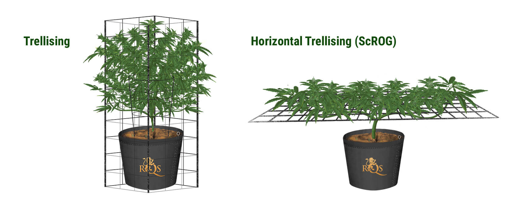 Horizontaler Spalierbau Aka die ScrOG-Methode Horizontaler Spalierbau Aka die ScrOG-Methode