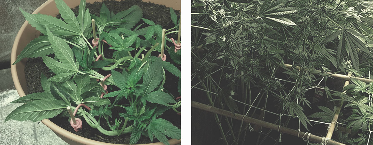 Die besten Methoden, um drinnen und draußen große Cannabisblüten zu stützen Die besten Methoden, um drinnen und draußen große Cannabisblüten zu stützen