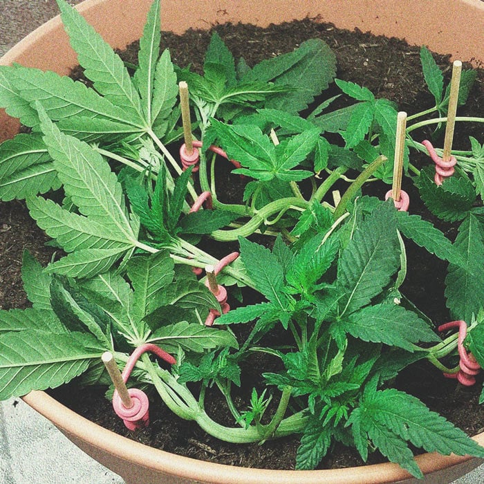 Die besten Methoden, um drinnen und draußen große Cannabisblüten zu stützen Die besten Methoden, um drinnen und draußen große Cannabisblüten zu stützen