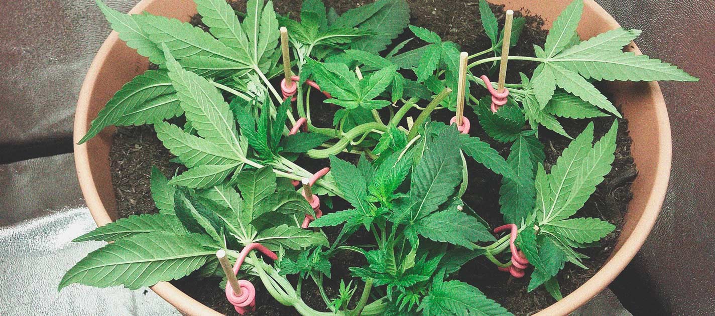 Die besten Methoden, um drinnen und draußen große Cannabisblüten zu stützen Die besten Methoden, um drinnen und draußen große Cannabisblüten zu stützen
