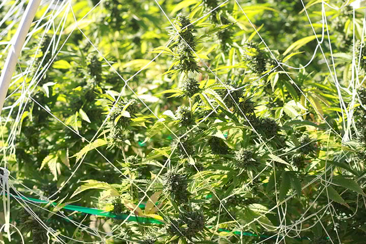 Trellising Trellising