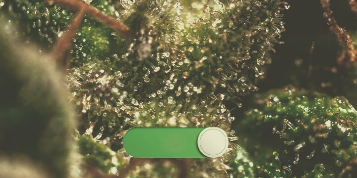 TRICHOMES TRICHOMES