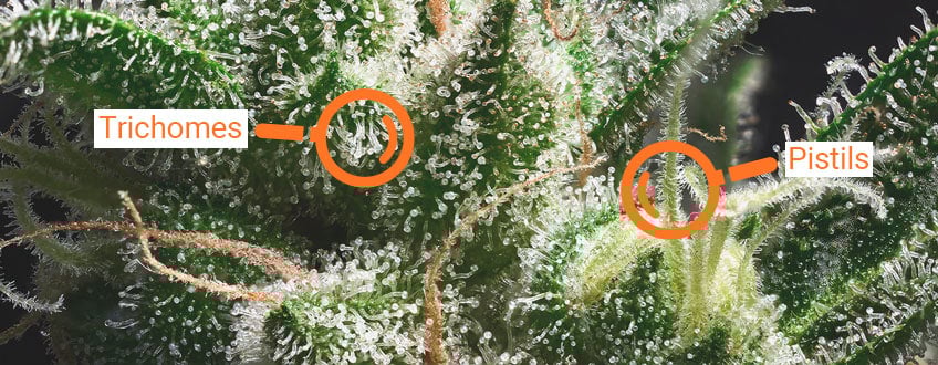 Pistils and trichomes Pistils and trichomes