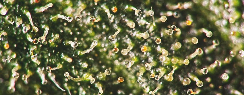 Over-ripe Trichomes Over-ripe Trichomes