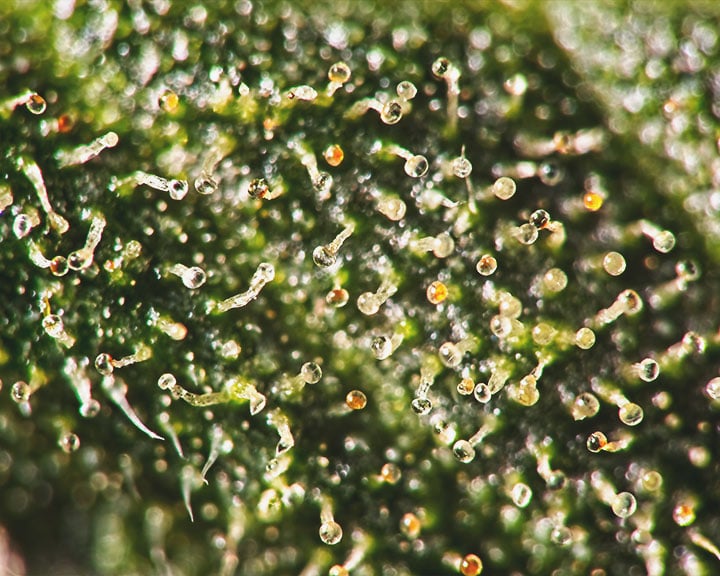 Over-ripe Trichomes Over-ripe Trichomes