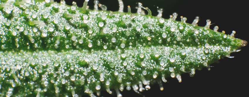 Under-ripe trichomes Under-ripe trichomes