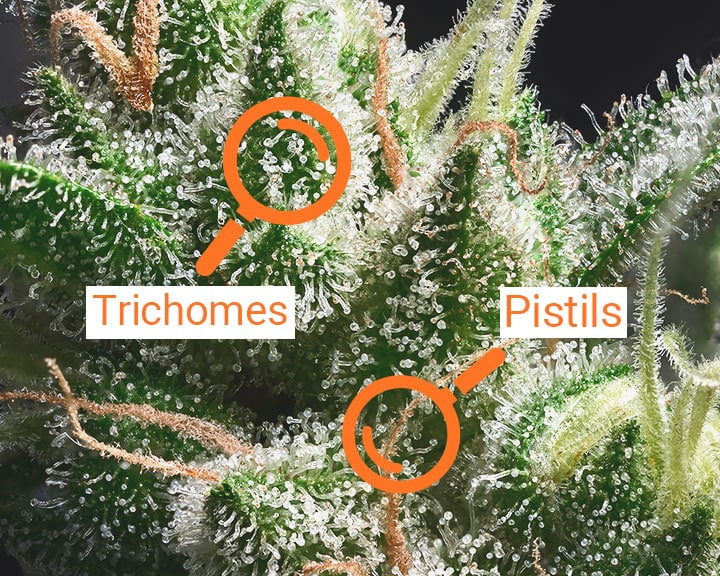 Trichomes and pistils Trichomes and pistils