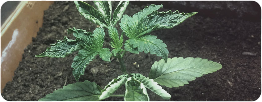 Overwatering Cannabis Plants Overwatering Cannabis Plants