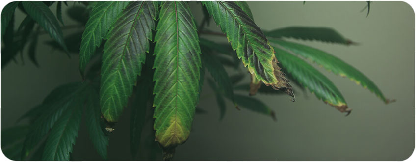Overfertilisation Cannabis Leaf Overfertilisation Cannabis Leaf