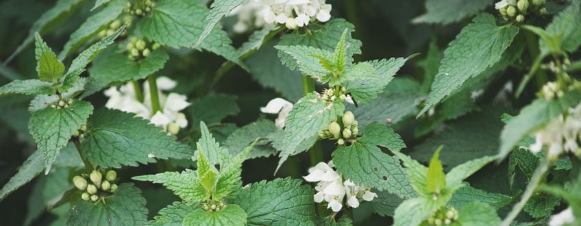 STINGING NETTLE IS A GREAT COMPANION PLANT