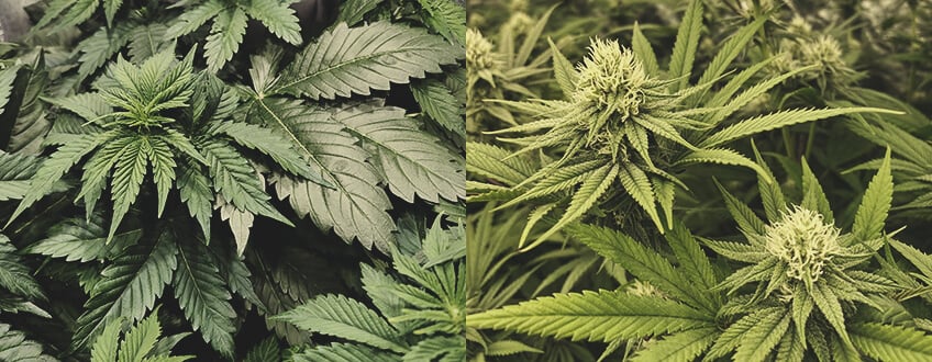 Wie lange dauert der Anbau von Cannabis?