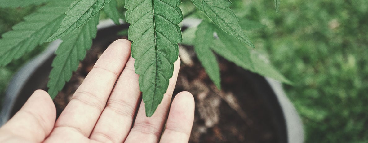 Warum sollte man veganes Cannabis anbauen?