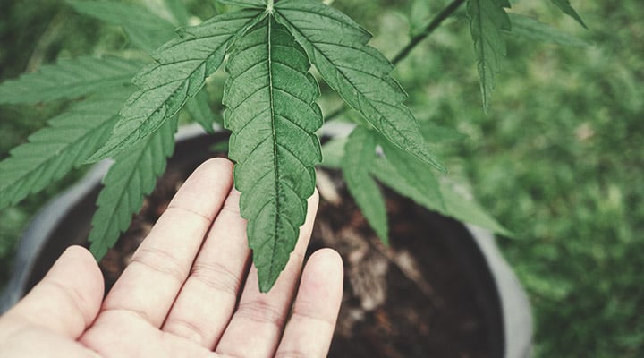 Warum sollte man veganes Cannabis anbauen?