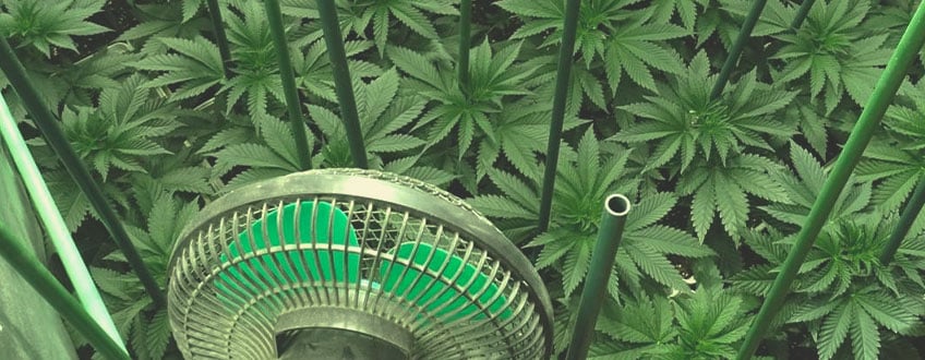 Wie man Cannabis zuhause nachhaltig anbaut