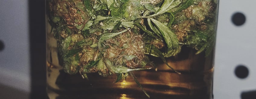 Cannabis Water Curing Cannabis Water Curing