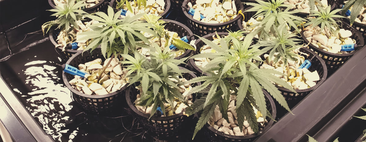 Warum ist Umkehrosmosewasser für den Anbau von Cannabis von Bedeutung? Warum ist Umkehrosmosewasser für den Anbau von Cannabis von Bedeutung?