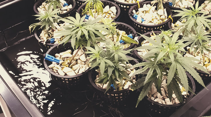 Warum ist Umkehrosmosewasser für den Anbau von Cannabis von Bedeutung? Warum ist Umkehrosmosewasser für den Anbau von Cannabis von Bedeutung?