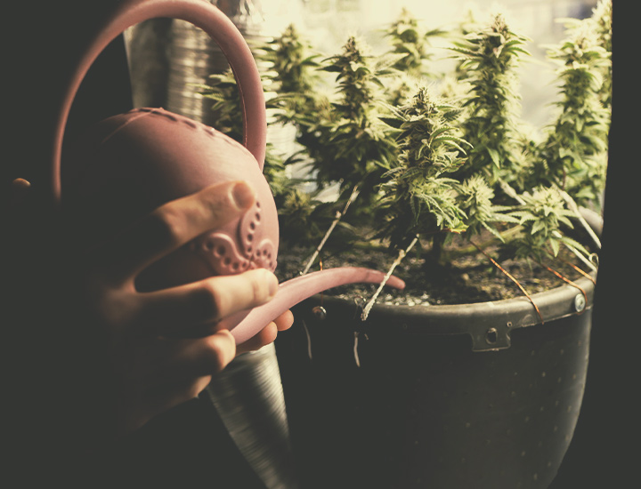 Autoflowering Cannabissamen für den Indoor-Anbau Autoflowering Cannabissamen für den Indoor-Anbau