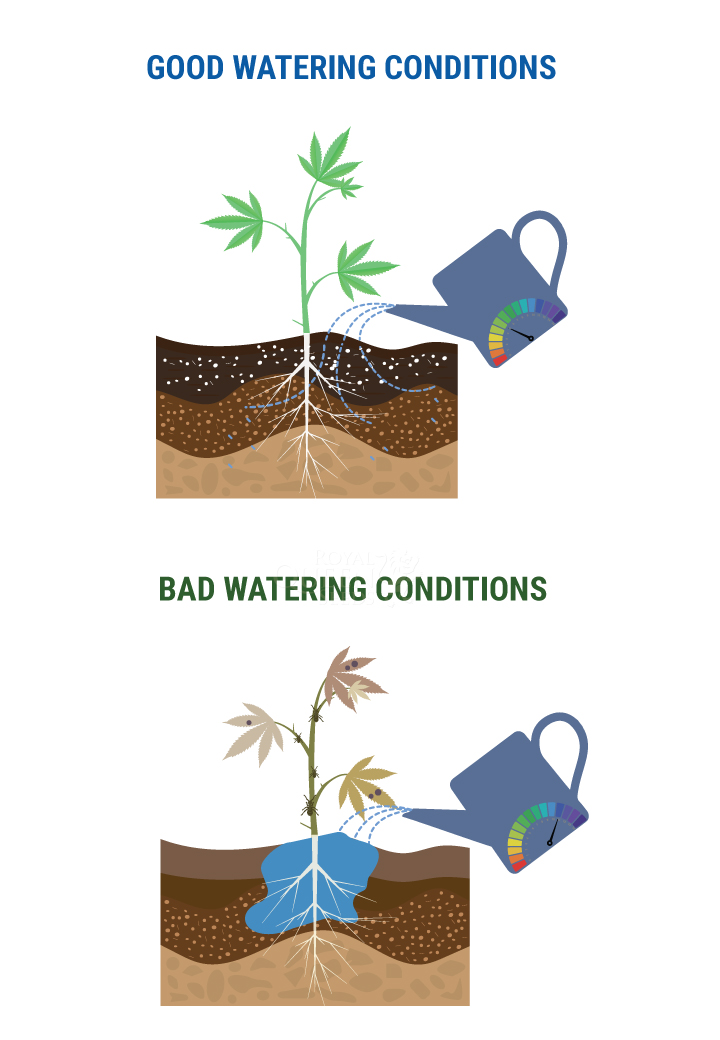 WIE VIEL WASSER SOLLTEST DU DEINEN CANNABISPFLANZEN GEBEN? WIE VIEL WASSER SOLLTEST DU DEINEN CANNABISPFLANZEN GEBEN?