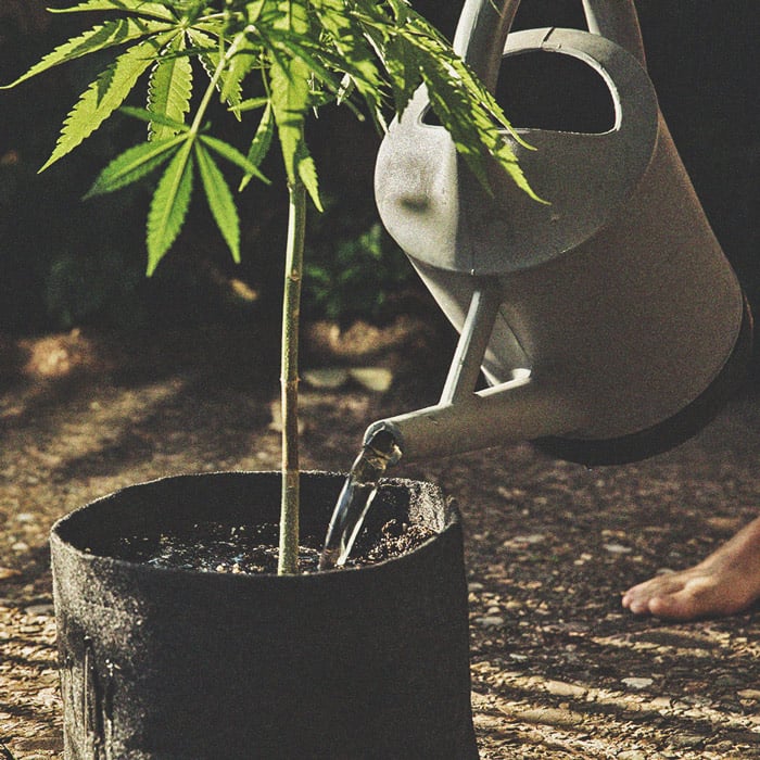 Cannabis und Wasserqualität Teil 3: Die Wahl der Wasserquelle Cannabis und Wasserqualität Teil 3: Die Wahl der Wasserquelle