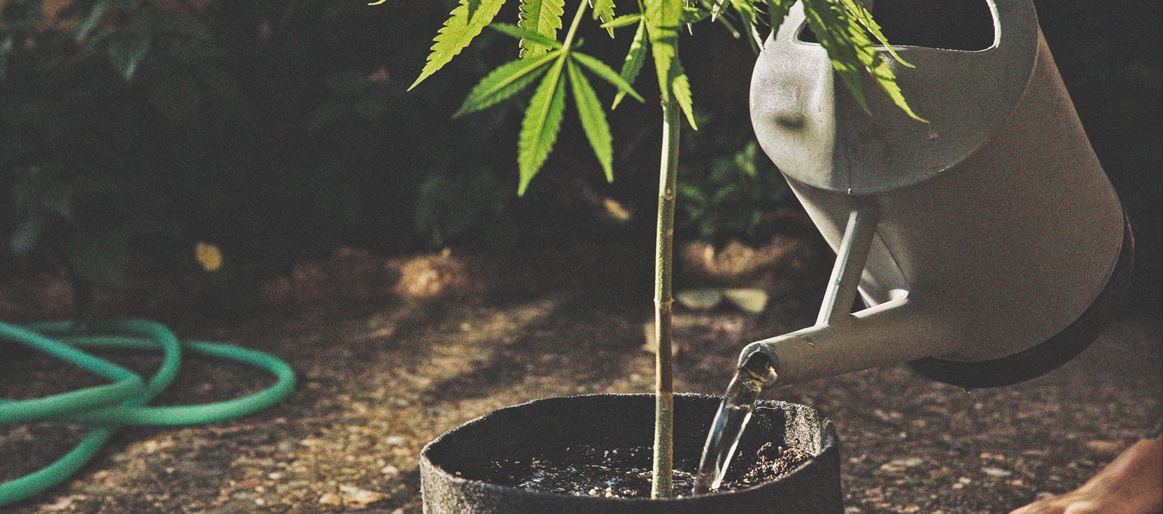 Cannabis und Wasserqualität Teil 3: Die Wahl der Wasserquelle