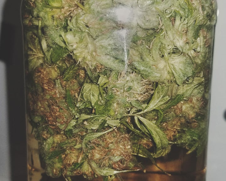 Cannabis Water Curing Cannabis Water Curing