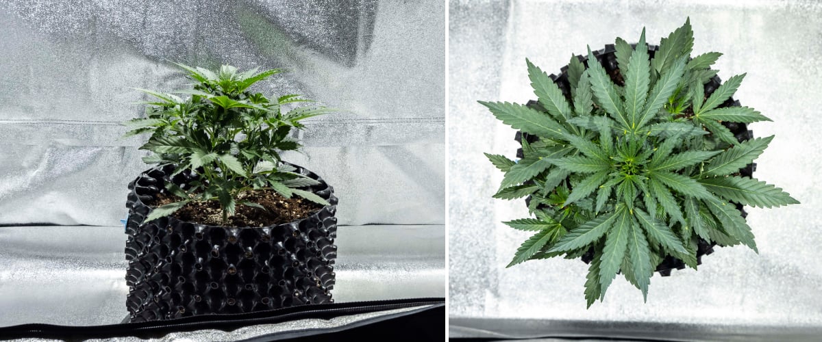 North Thunderfuck Cannabispflanze in Woche 2 der frühen Vegetationsphase mit zusätzlichen Fächerblättern und stärkerem Wurzelsystem in Erde unter LED-Licht