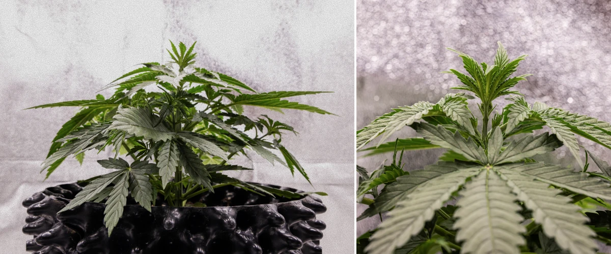 GOAT'lato Auto Grow-Report – Woche 2 Frühe Vegetationsphase GOAT'lato Auto Cannabispflanze in Woche 2 der frühen Vegetationsphase mit zusätzlichen Fächerblättern und starkem Wurzelsystem unter LED-Licht im BioBizz Light Mix