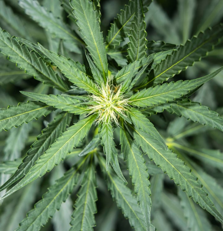 North Thunderfuck Cannabispflanze in Woche 5 der frühen Blütephase mit frischen weißen Blütenstempeln an den Budsites und gesunden Fächerblättern unter LED-Beleuchtung