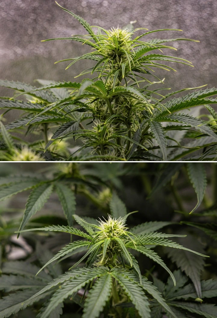 Gaia F1 Grow-Report – Woche 5 Blütenwachstum Gaia F1 Cannabispflanze in Woche 5, die in Erde wächst, mit gesundem Blütenwachstum im Innenbereich