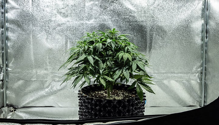 Apollo F1 - Week 4
