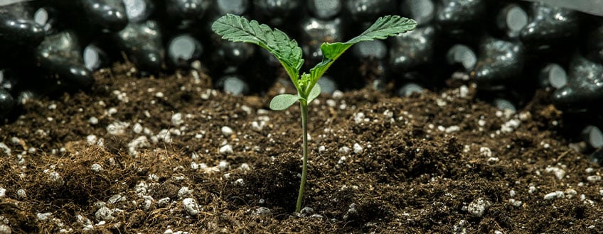 Triple G Grow Report Triple G Grow Report
