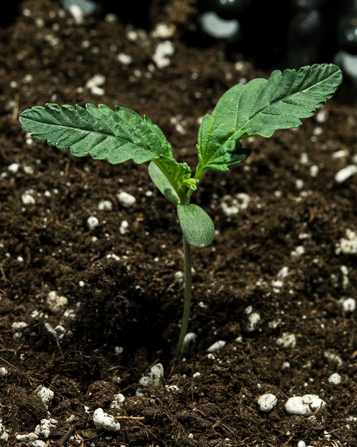 Triple G Grow Report Triple G Grow Report