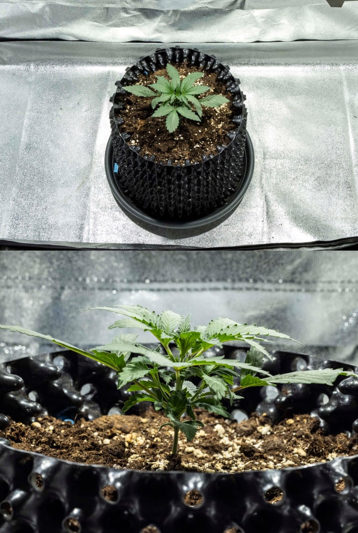 North Thunderfuck Cannabissämling in Woche 1 mit ersten echten Blättern und gesundem frühen Wachstum in Erde unter LED-Licht