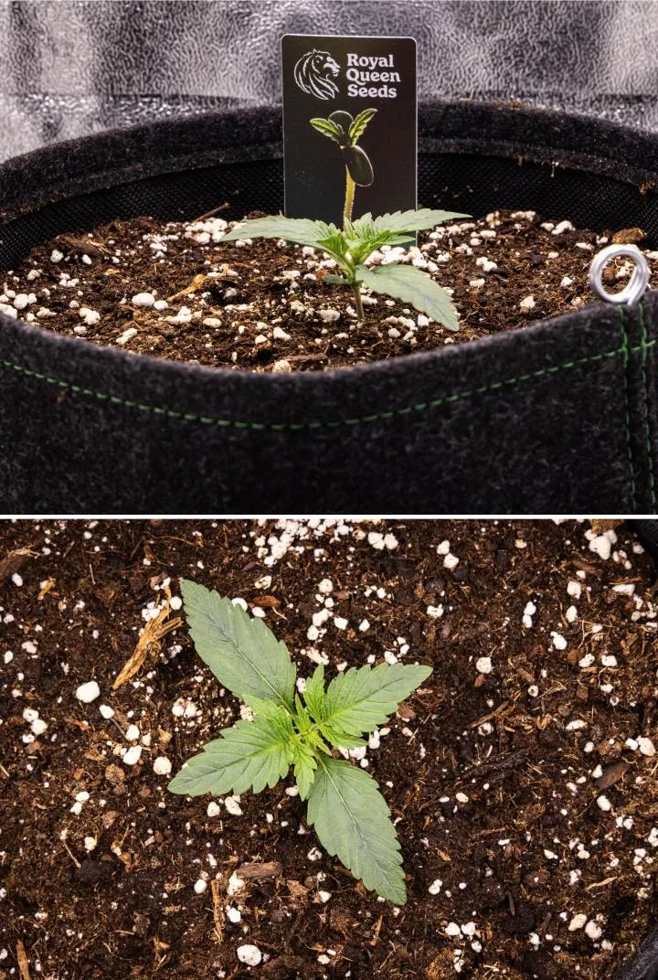 Gaia F1 Grow-Report – Woche 1 Sämlingsphase Gaia F1 Cannabissämling in Woche 1, der in Erde wächst, mit den ersten sich entwickelnden echten Blättern und einer kompakten frühen Struktur unter Indoor-Bedingungen