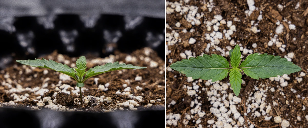 GOAT'lato Auto Grow-Report – Woche 1 Keimlingsphase GOAT'lato Auto Grow-Report – Woche 1 Keimlingsphase