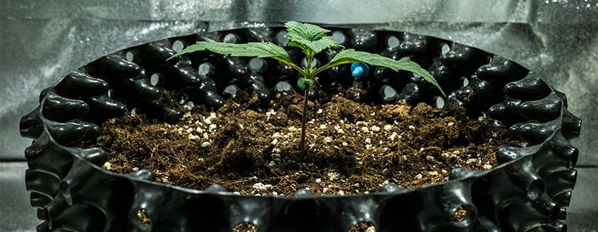Triple G Grow Report Triple G Grow Report