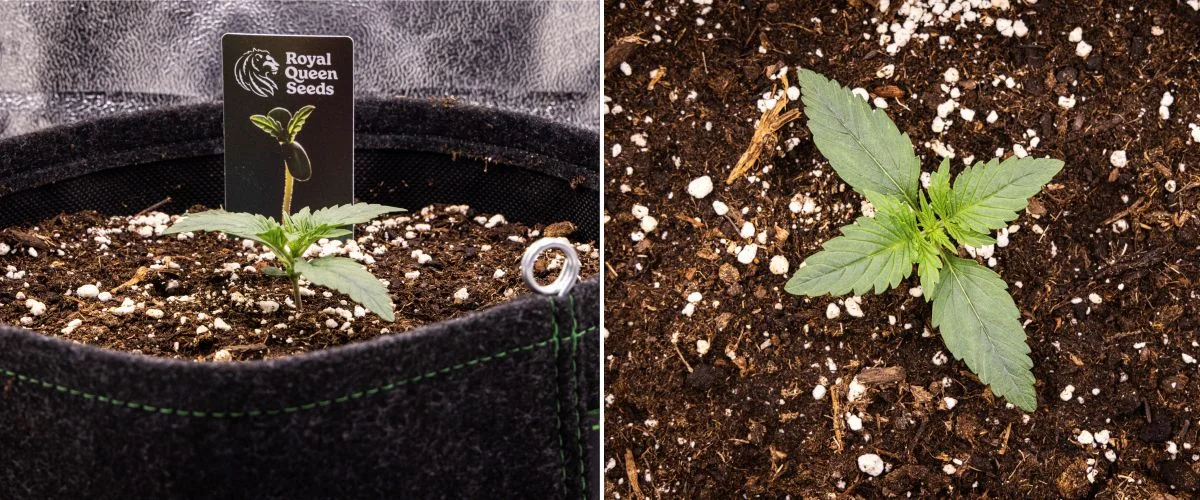 Gaia F1 Grow-Report – Woche 1 Sämlingsphase Gaia F1 Cannabissämling in Woche 1, der in Erde wächst, mit den ersten sich entwickelnden echten Blättern und einer kompakten frühen Struktur unter Indoor-Bedingungen