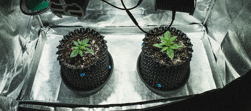 Sweet Skunk Automatic Grow-Bericht Sweet Skunk Automatic Grow-Bericht