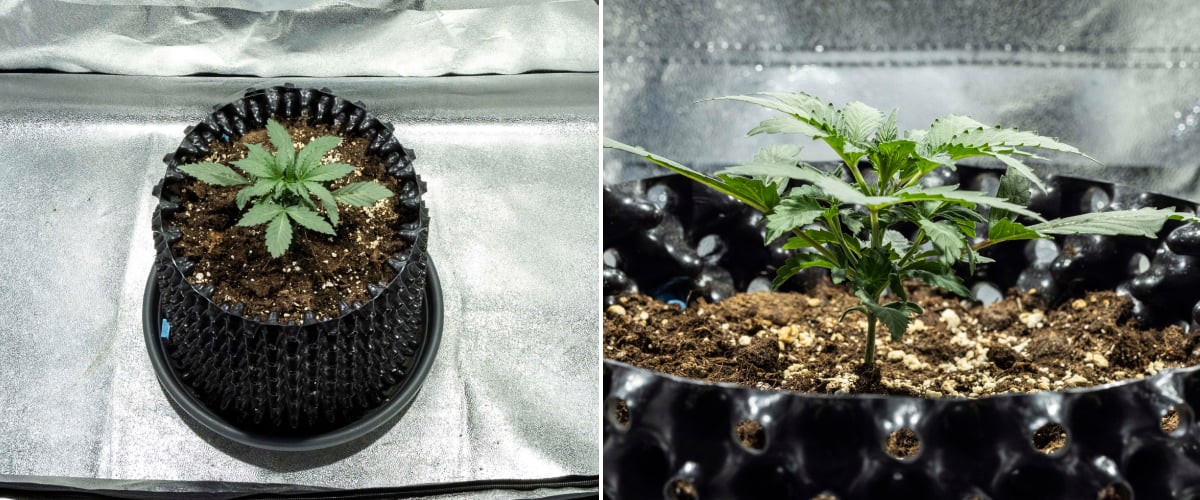 North Thunderfuck Cannabissämling in Woche 1 mit ersten echten Blättern und gesundem frühen Wachstum in Erde unter LED-Licht