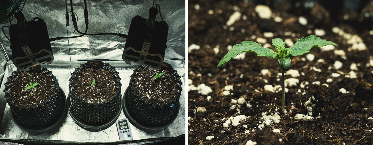 Do-Si-Dos Automatic Grow Report Do-Si-Dos Automatic Grow Report