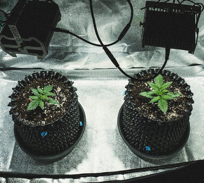Sweet Skunk Automatic Grow-Bericht Sweet Skunk Automatic Grow-Bericht