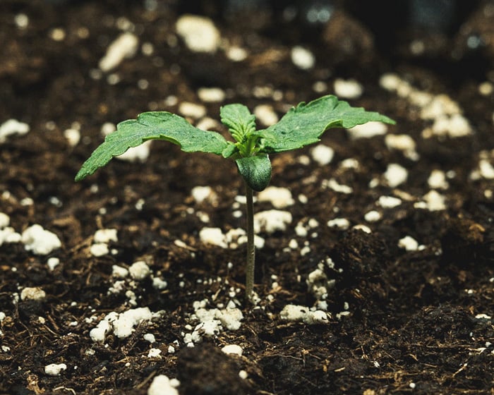 Do-Si-Dos Automatic Grow Report Do-Si-Dos Automatic Grow Report