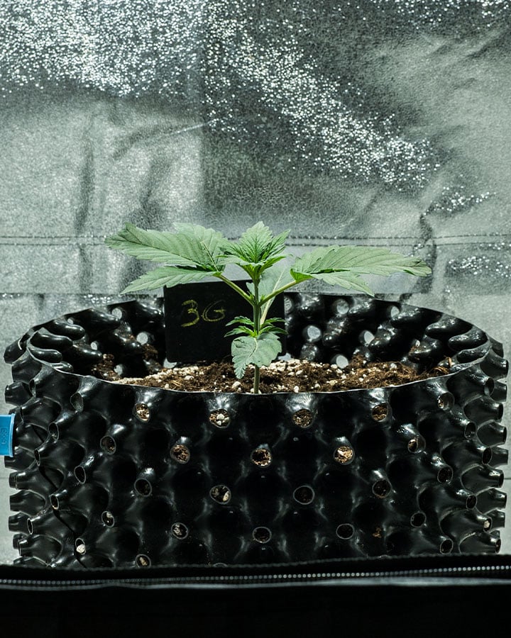Triple G Grow Report Triple G Grow Report