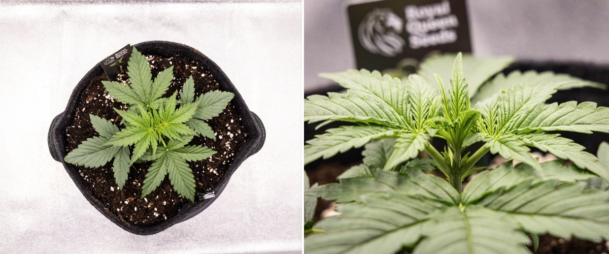 Gaia F1 Grow-Report – Woche 2 frühes vegetatives Wachstum Gaia F1 Cannabispflanze in Woche 2, die in Erde wächst, mit gesundem frühem vegetativem Wachstum im Innenbereich